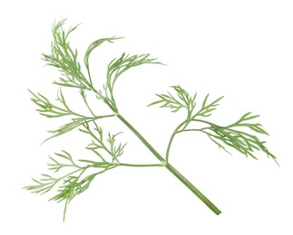 Photo of Sprig of fresh green dill isolated on white