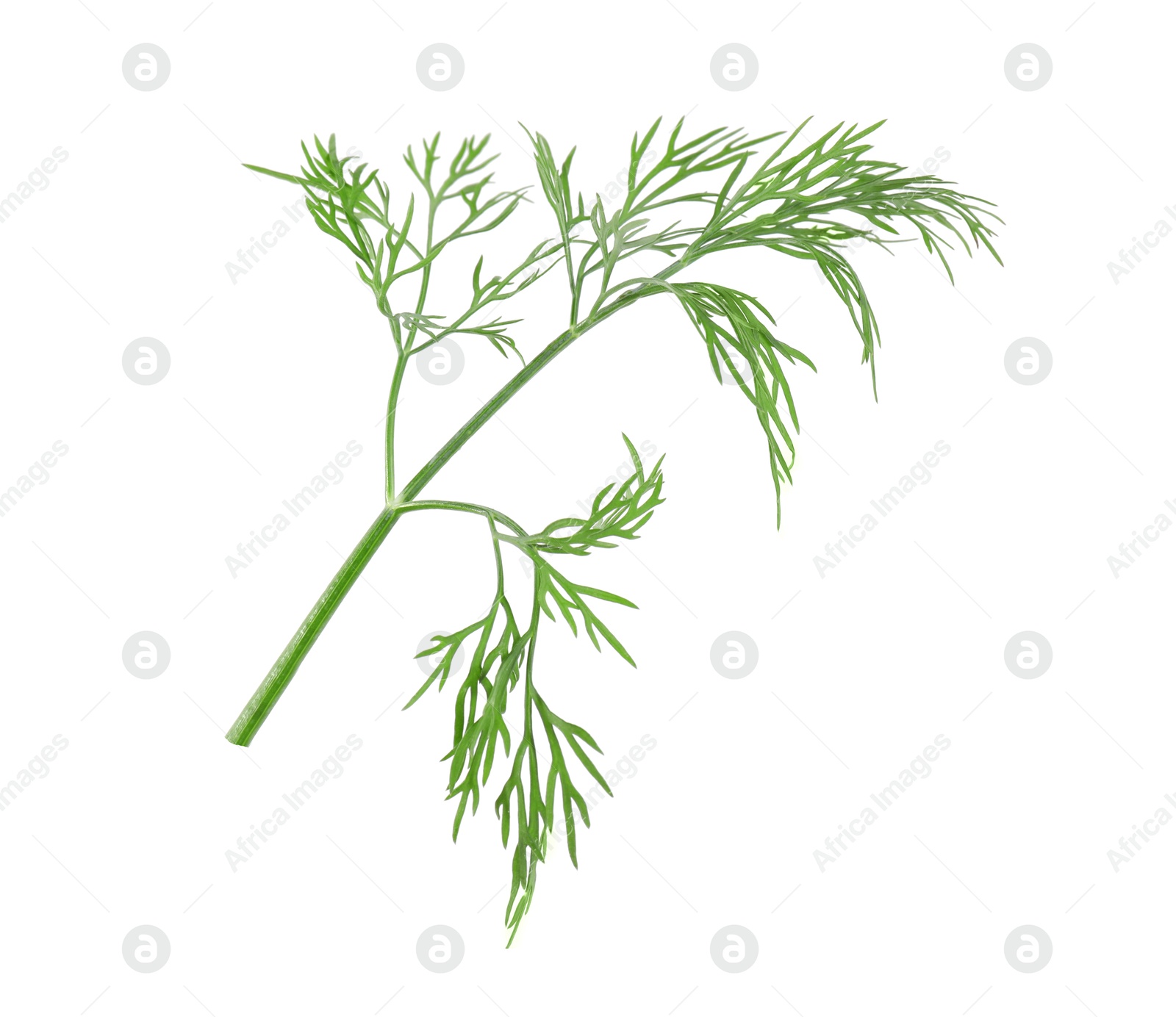 Photo of Sprig of fresh green dill isolated on white