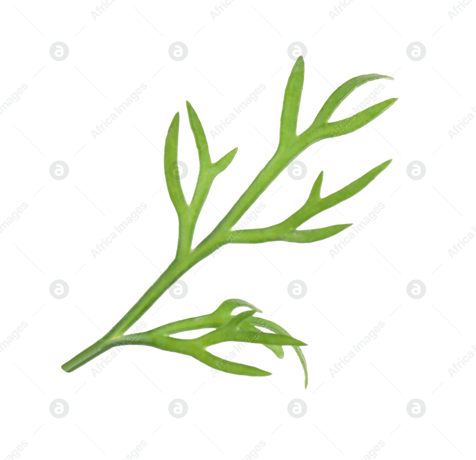 Photo of Sprig of fresh green dill isolated on white