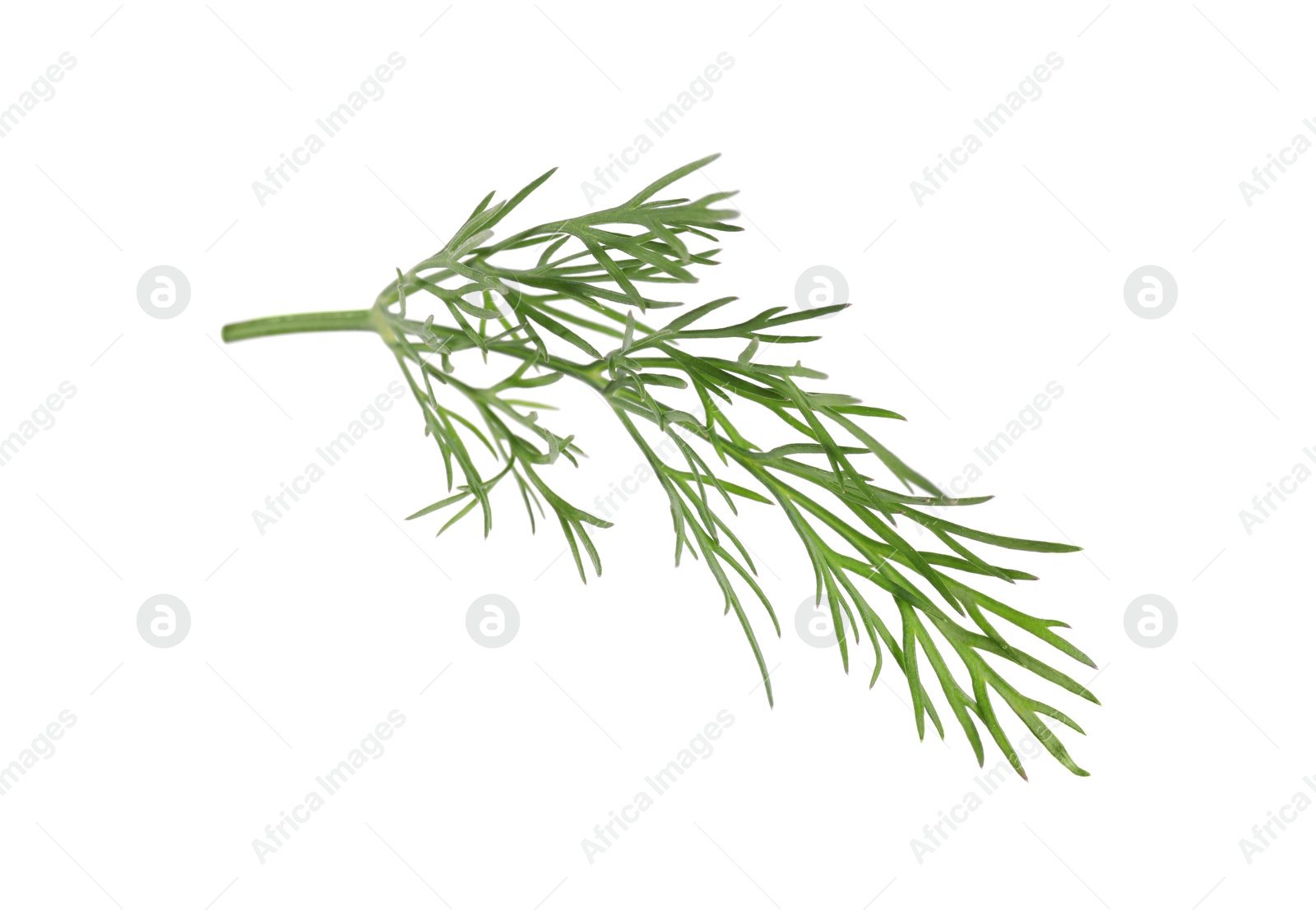 Photo of Sprig of fresh green dill isolated on white