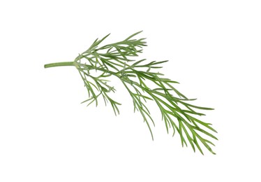 Photo of Sprig of fresh green dill isolated on white