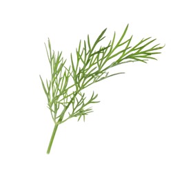 Photo of Sprig of fresh green dill isolated on white