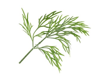 Photo of Sprig of fresh green dill isolated on white