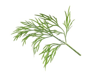 Sprig of fresh green dill isolated on white