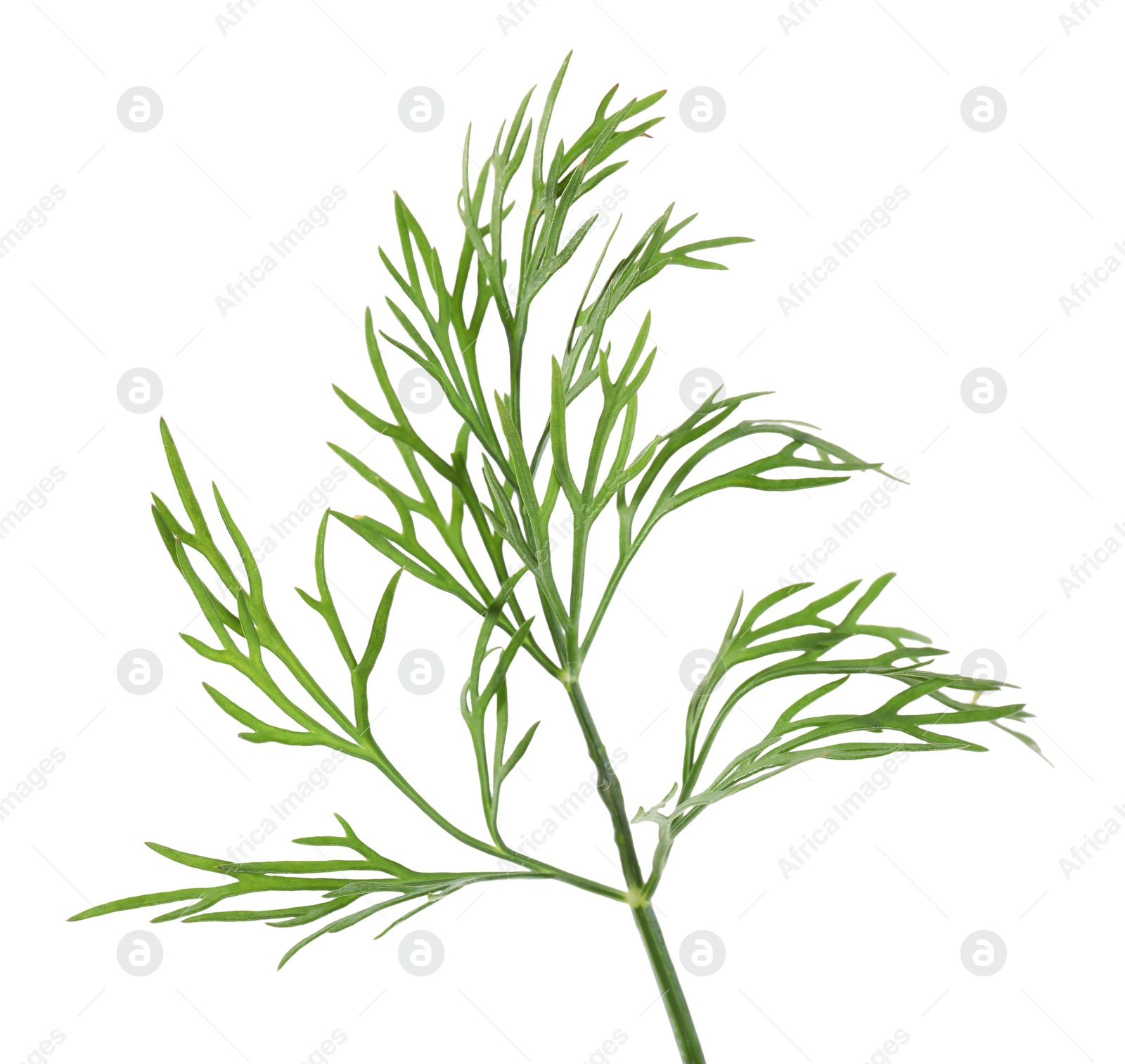 Photo of Sprig of fresh green dill isolated on white