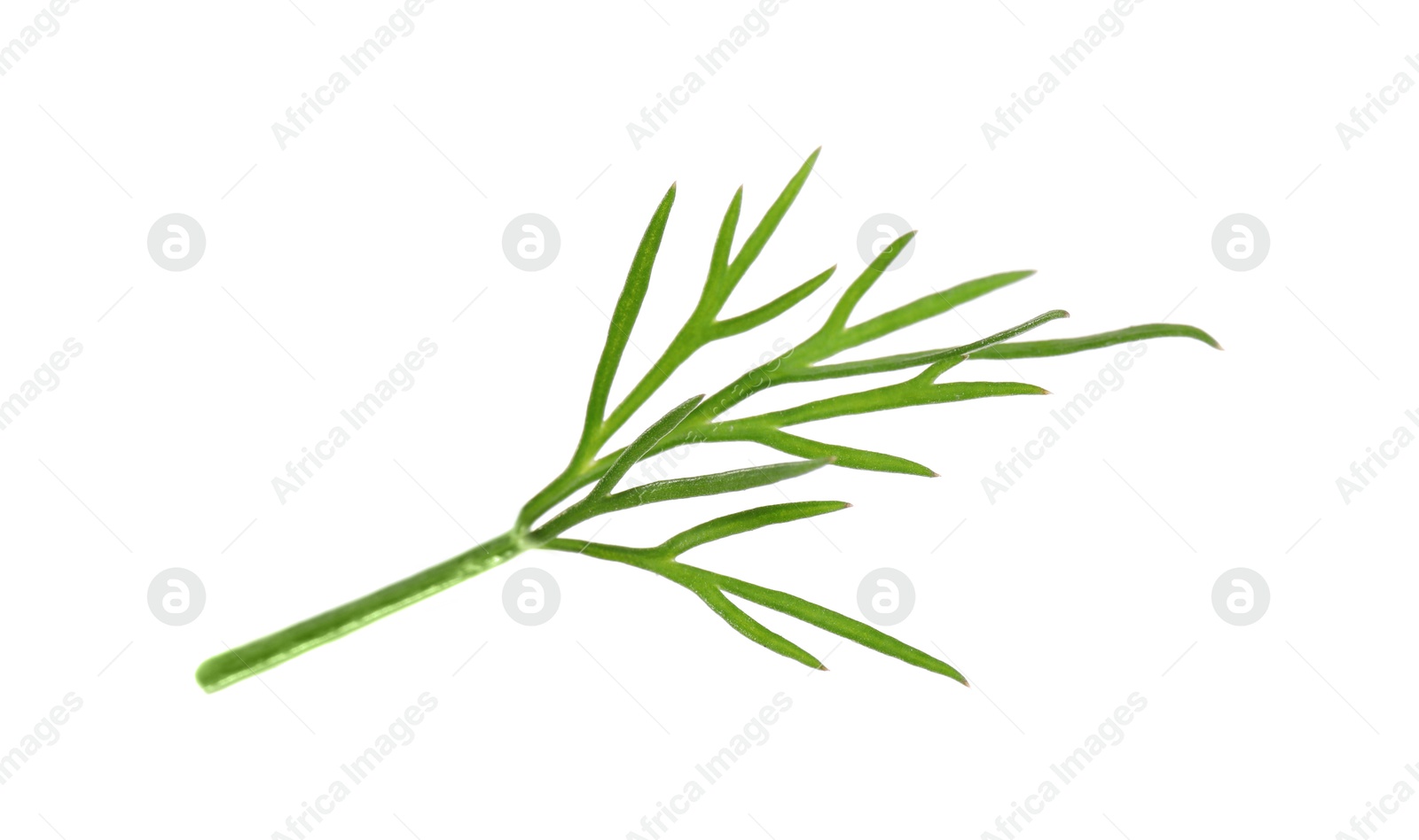 Photo of Sprig of fresh green dill isolated on white