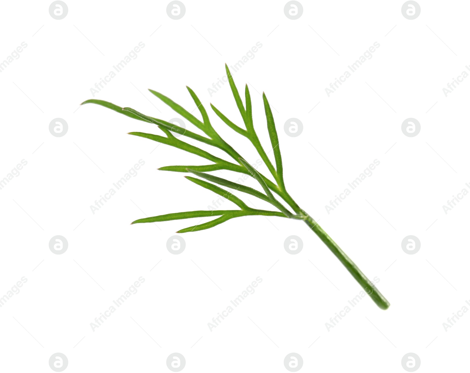 Photo of Sprig of fresh green dill isolated on white