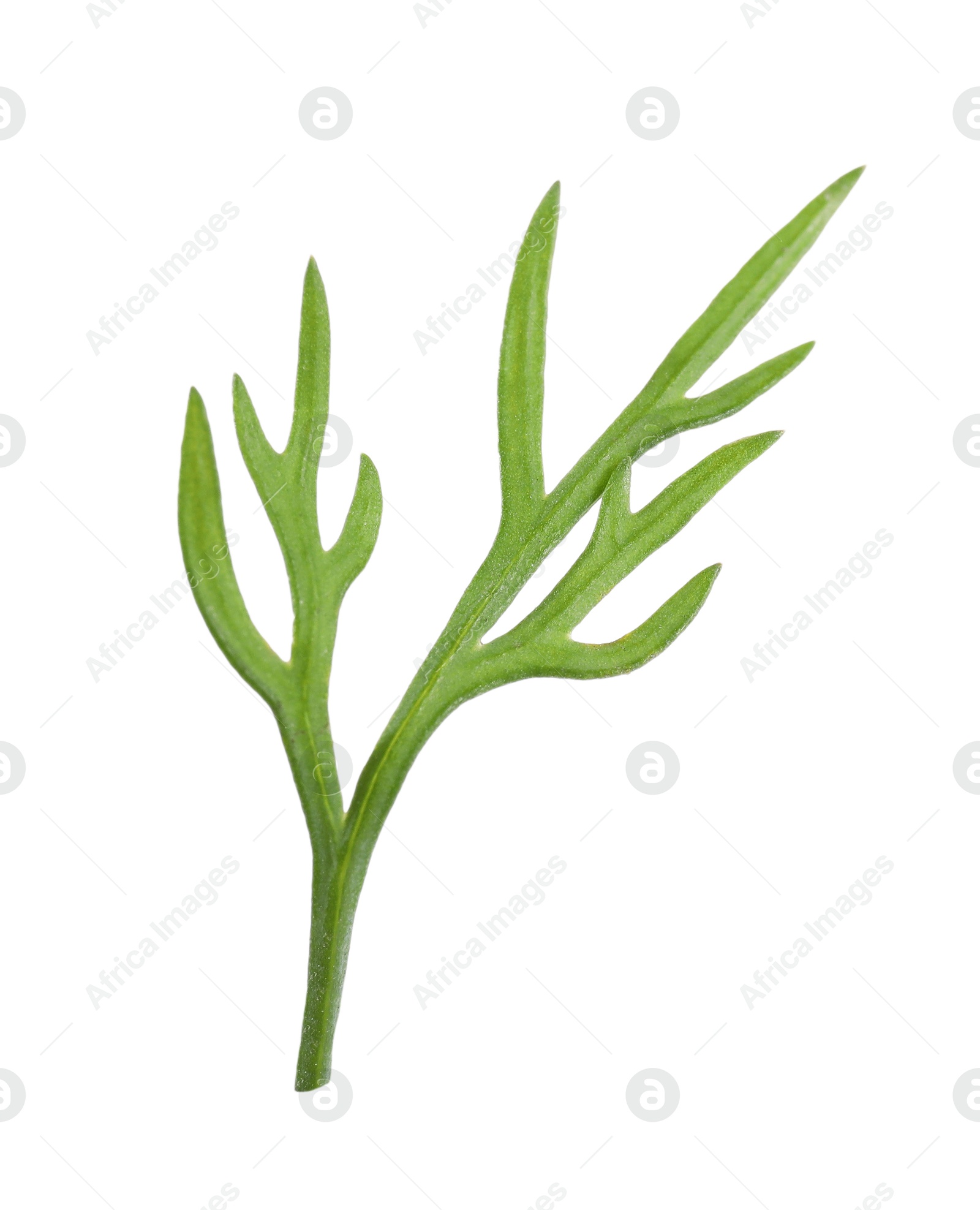 Photo of Sprig of fresh green dill isolated on white