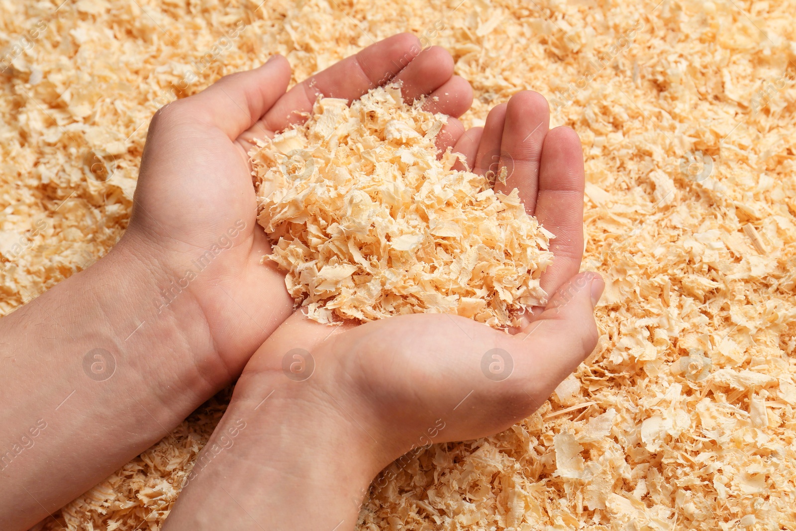 Photo of Woman holding dry natural sawdust, closeup view