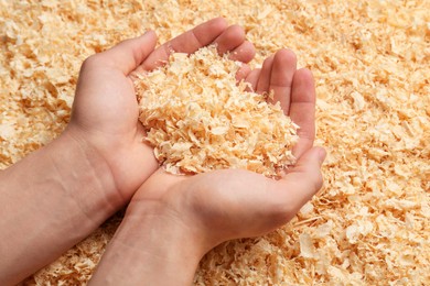 Woman holding dry natural sawdust, closeup view
