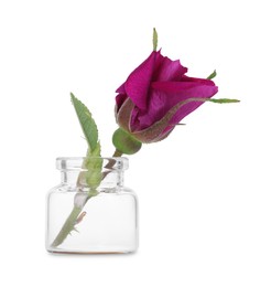 Photo of Beautiful rose in glass bottle isolated on white