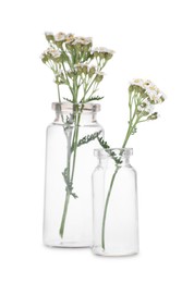 Photo of Yarrow flowers in glass bottles isolated on white