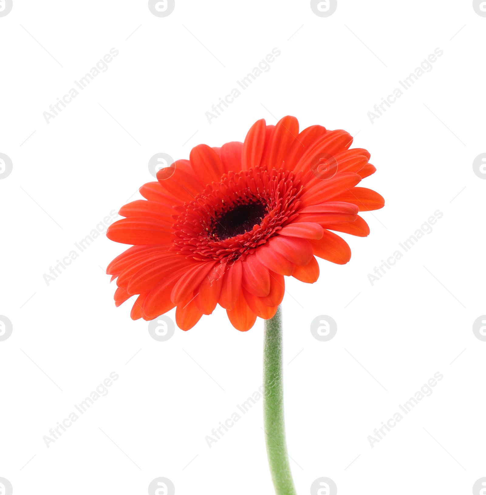 Photo of Beautiful orange gerbera flower isolated on white