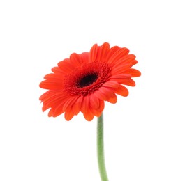 Photo of Beautiful orange gerbera flower isolated on white