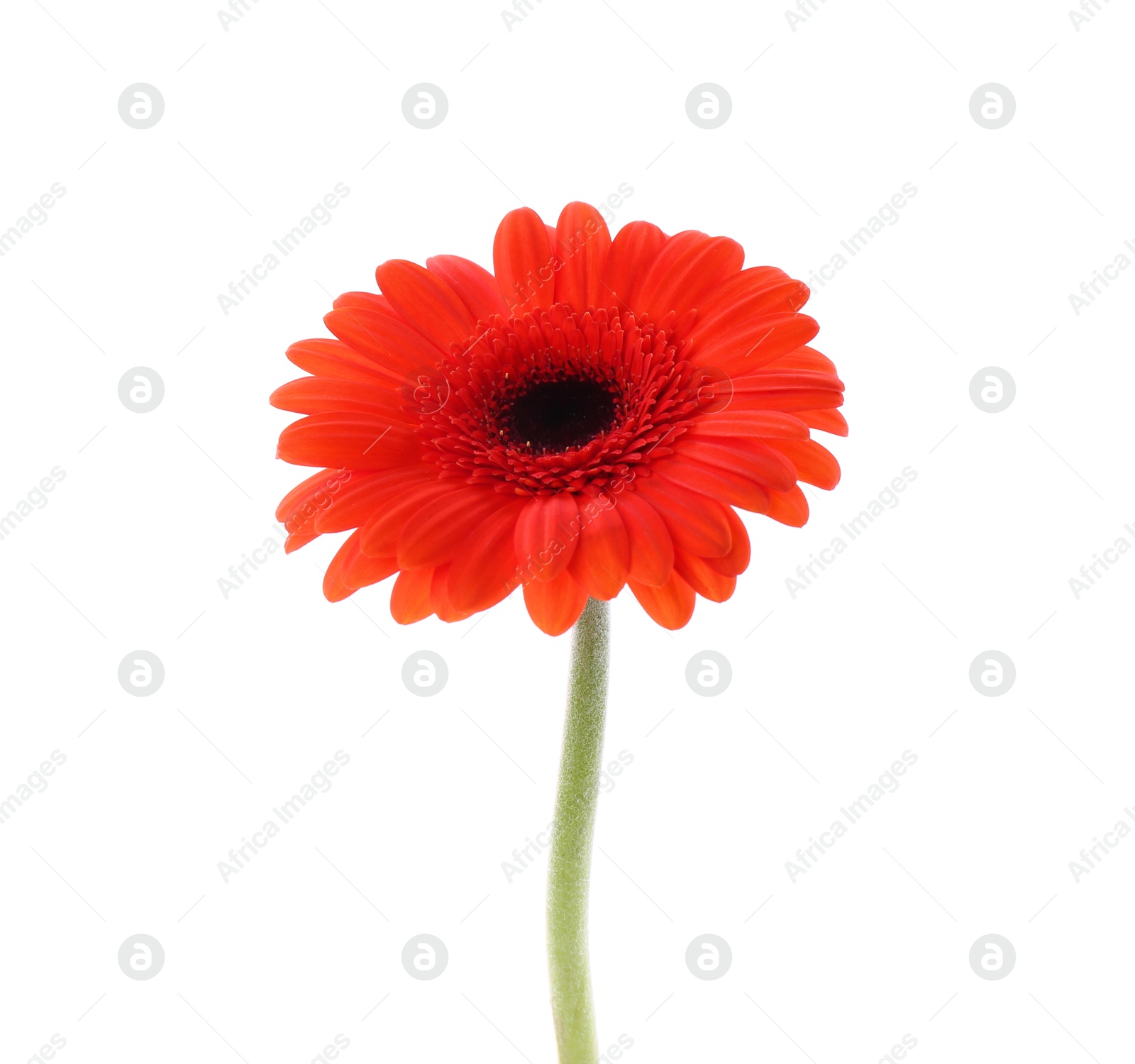 Photo of Beautiful orange gerbera flower isolated on white