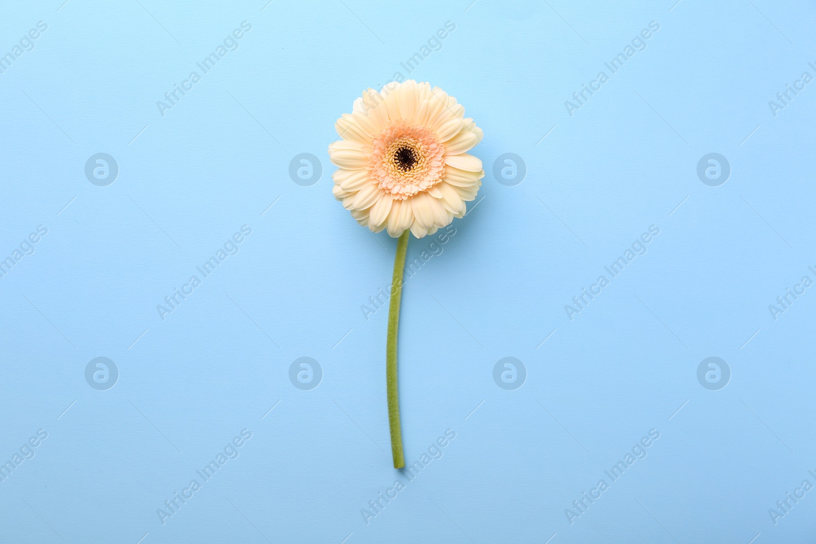 Photo of One beautiful tender gerbera flower on light blue background, top view