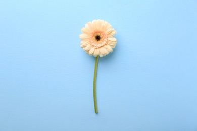 One beautiful tender gerbera flower on light blue background, top view