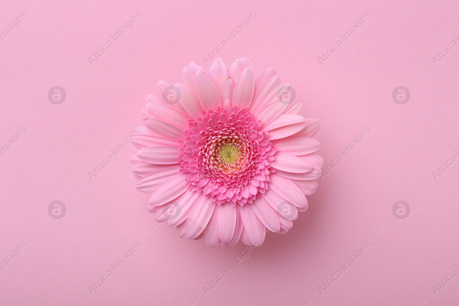 Photo of One beautiful tender gerbera flower on pink background, top view