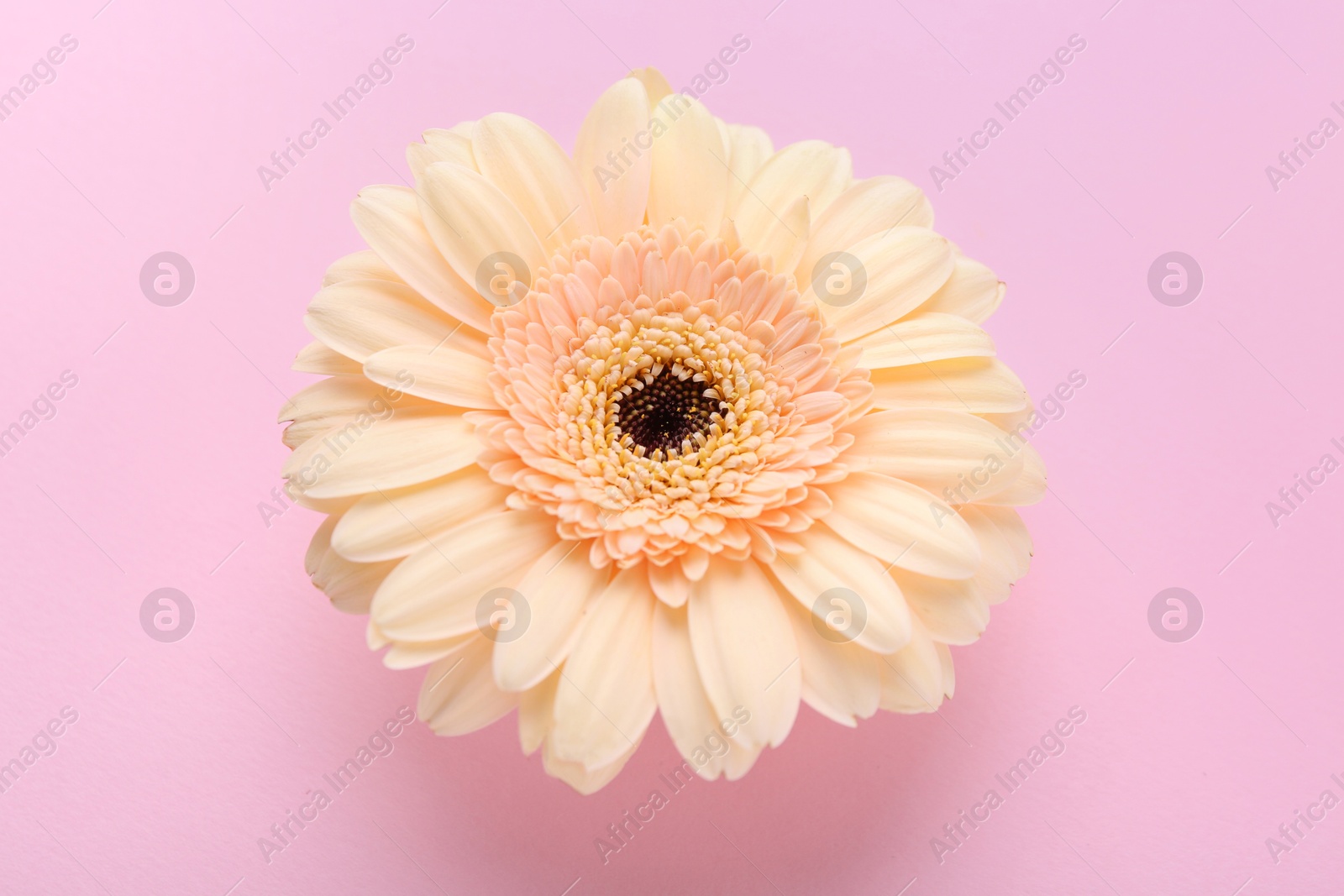 Photo of One beautiful tender gerbera flower on pink background, above view