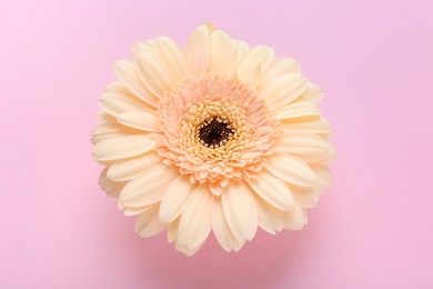 Photo of One beautiful tender gerbera flower on pink background, above view