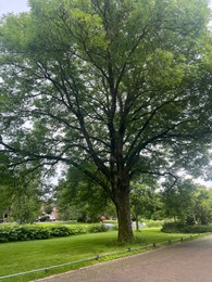 Beautiful trees with green leaves and other plants in park