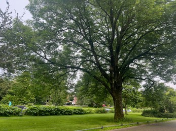 Photo of Beautiful trees with green leaves and other plants in park