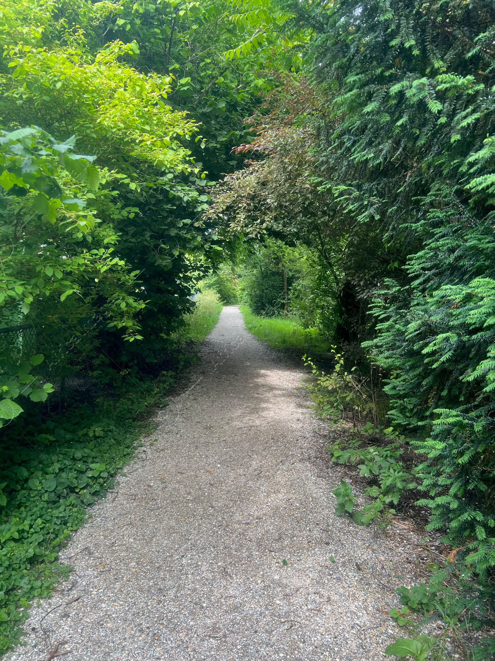 Photo of Beautiful trees with green leaves in park