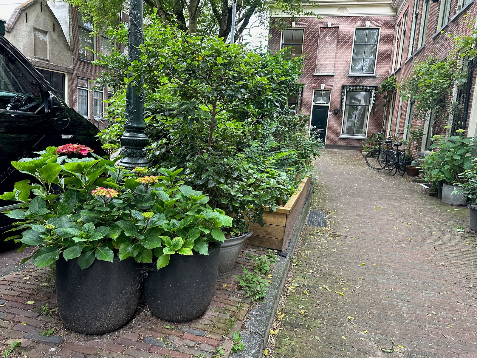 Photo of Beautiful potted plants near road with parked cars