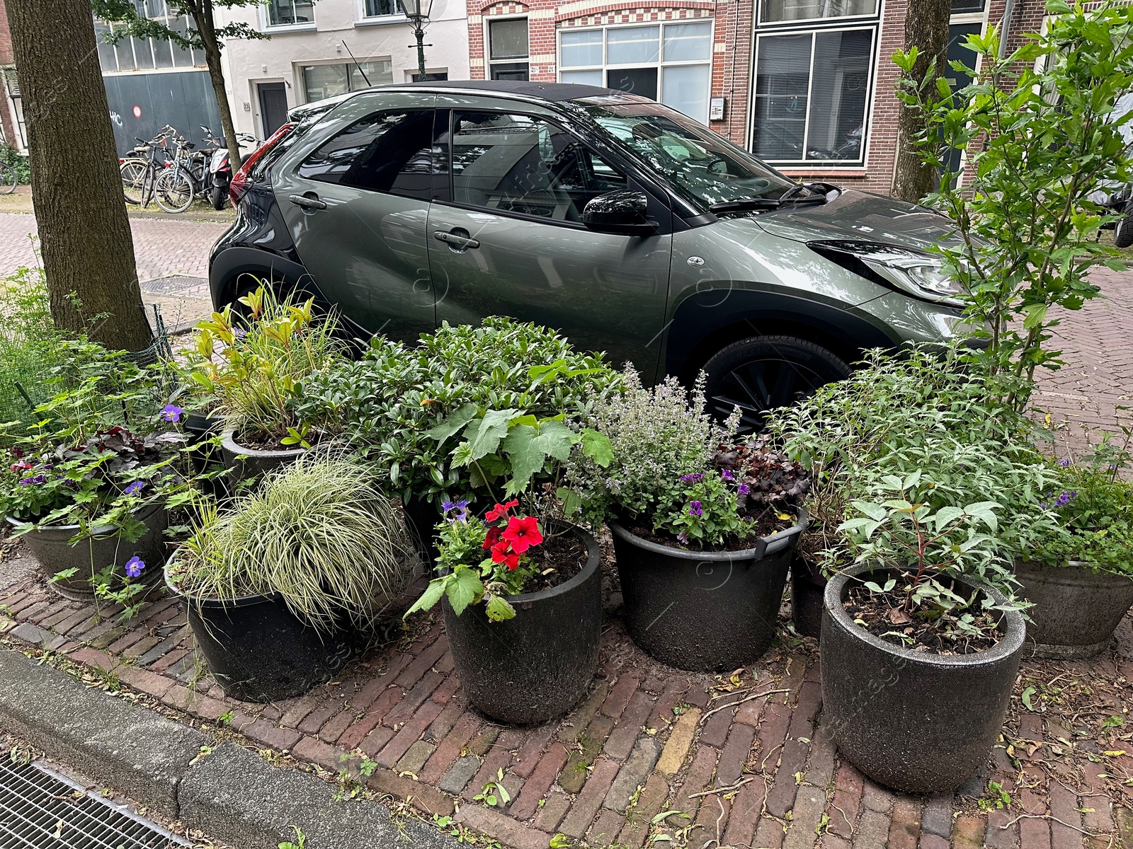 Photo of Beautiful potted plants near road with parked cars