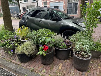 Photo of Beautiful potted plants near road with parked cars