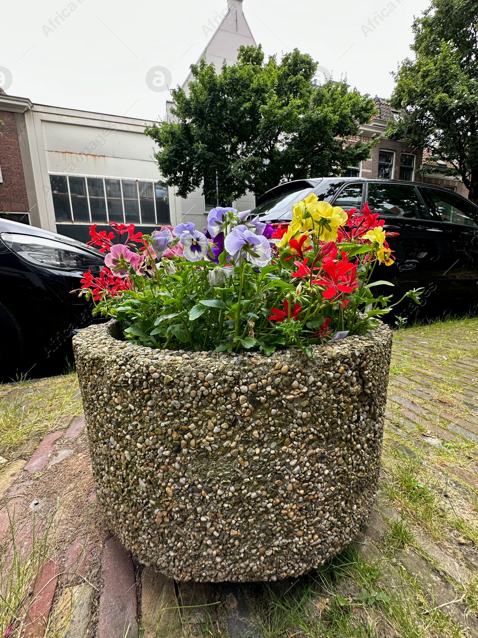 Photo of Beautiful colorful flowers in pot near road with parked cars