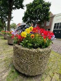 Photo of Beautiful colorful flowers in pots near road with parked cars