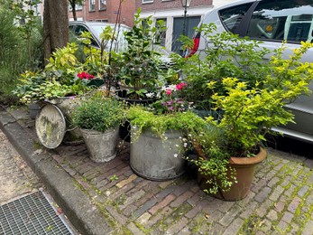 Photo of Beautiful potted plants near road with parked cars