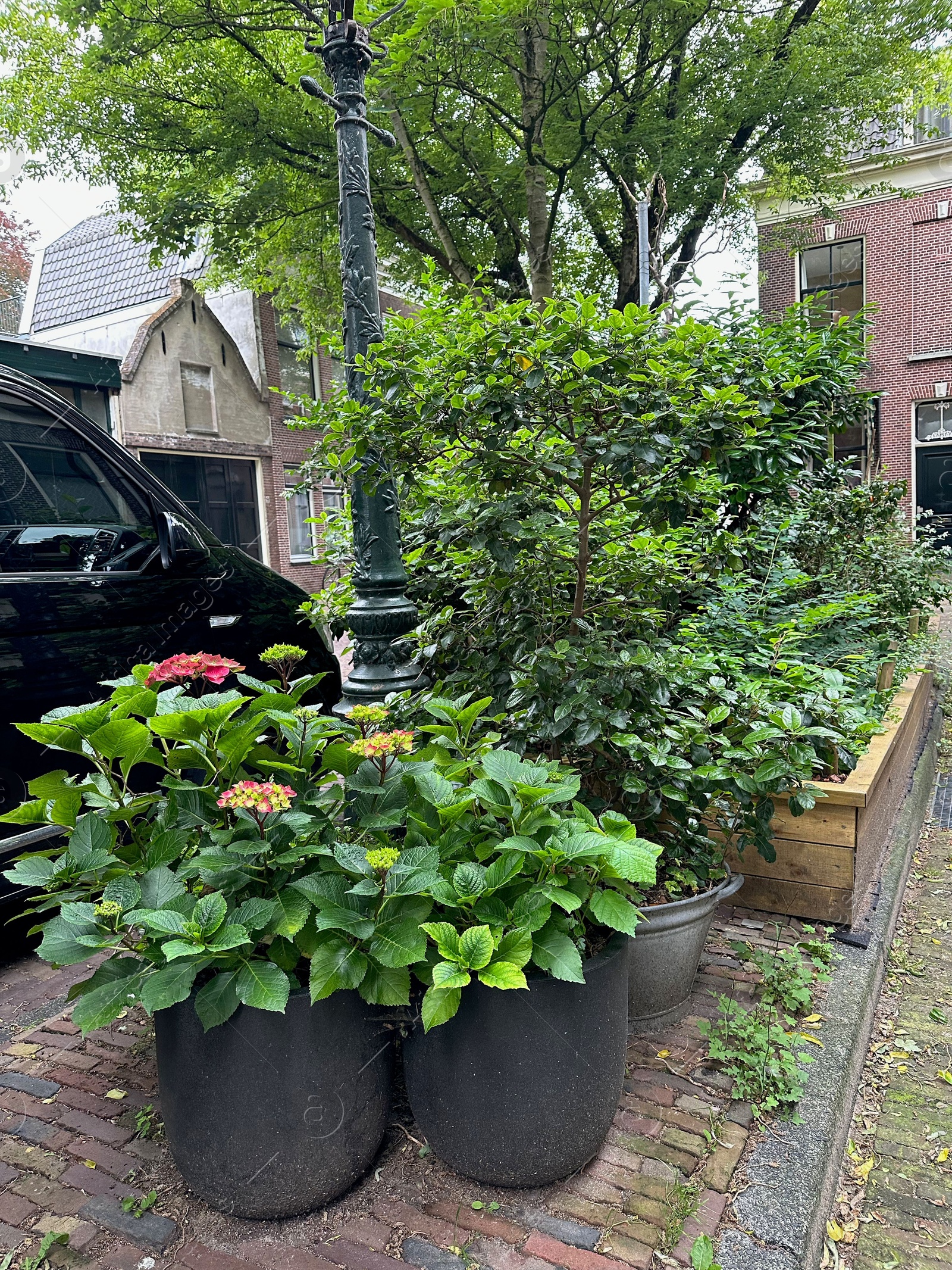 Photo of Beautiful potted plants near road with parked cars