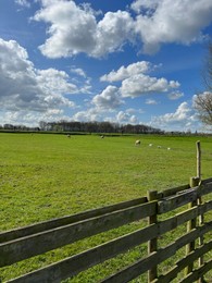 Beautiful rural landscape with sheep grazing on green field