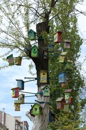 Photo of Lots of colorful wooden bird houses on tree outdoors
