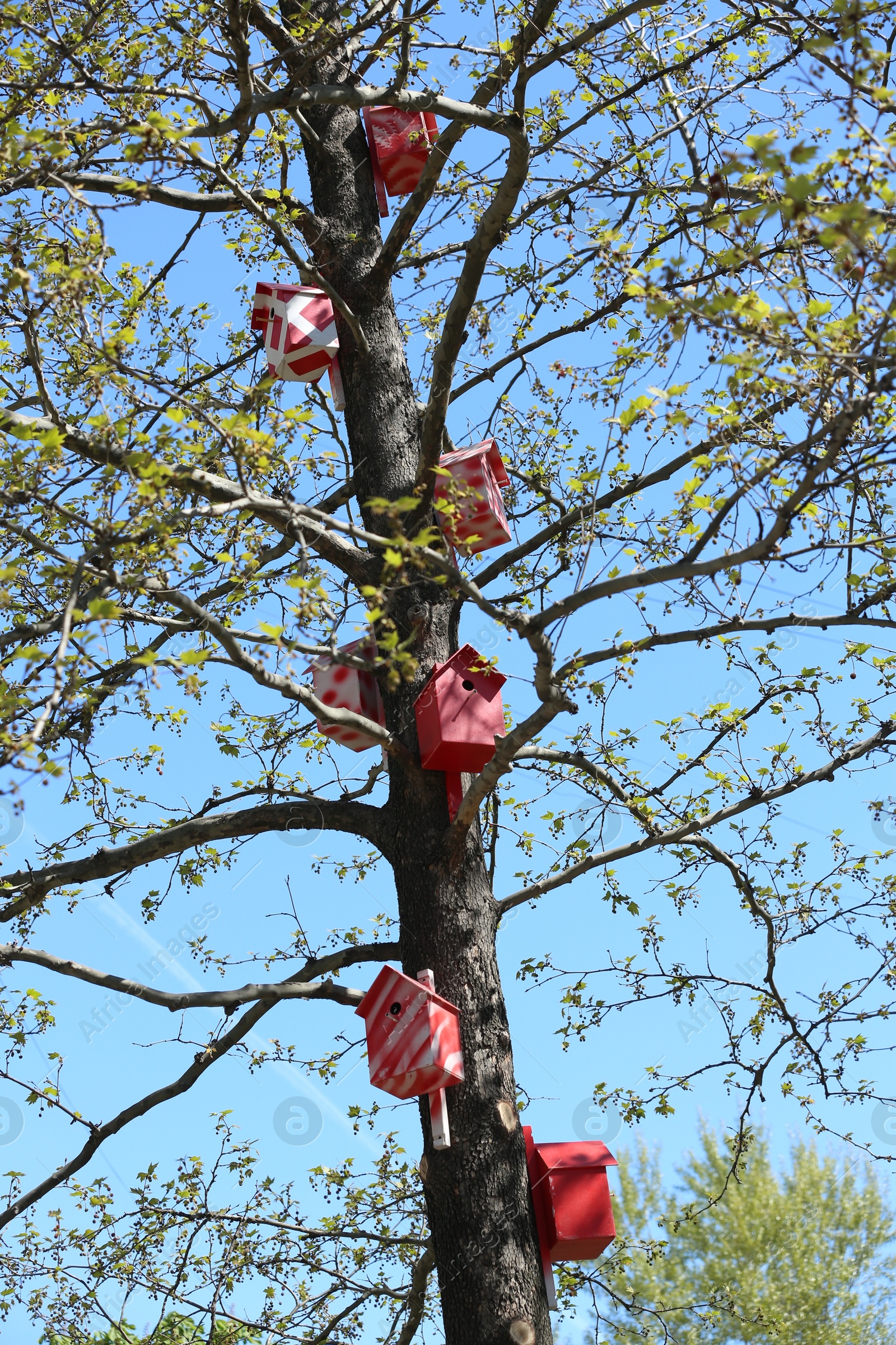 Photo of Red and white bird houses on tree outdoors