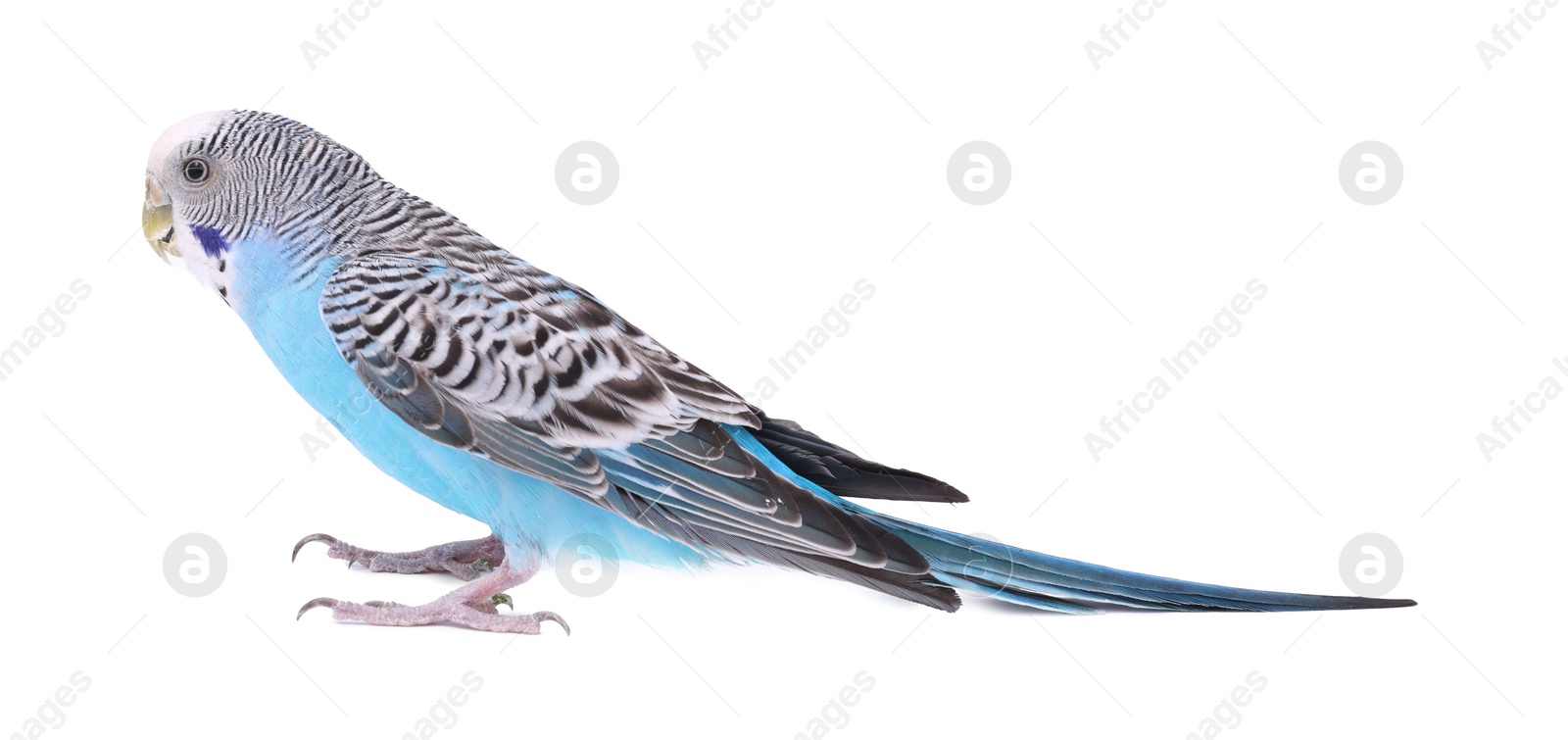 Photo of Beautiful bright parrot on white background. Exotic pet