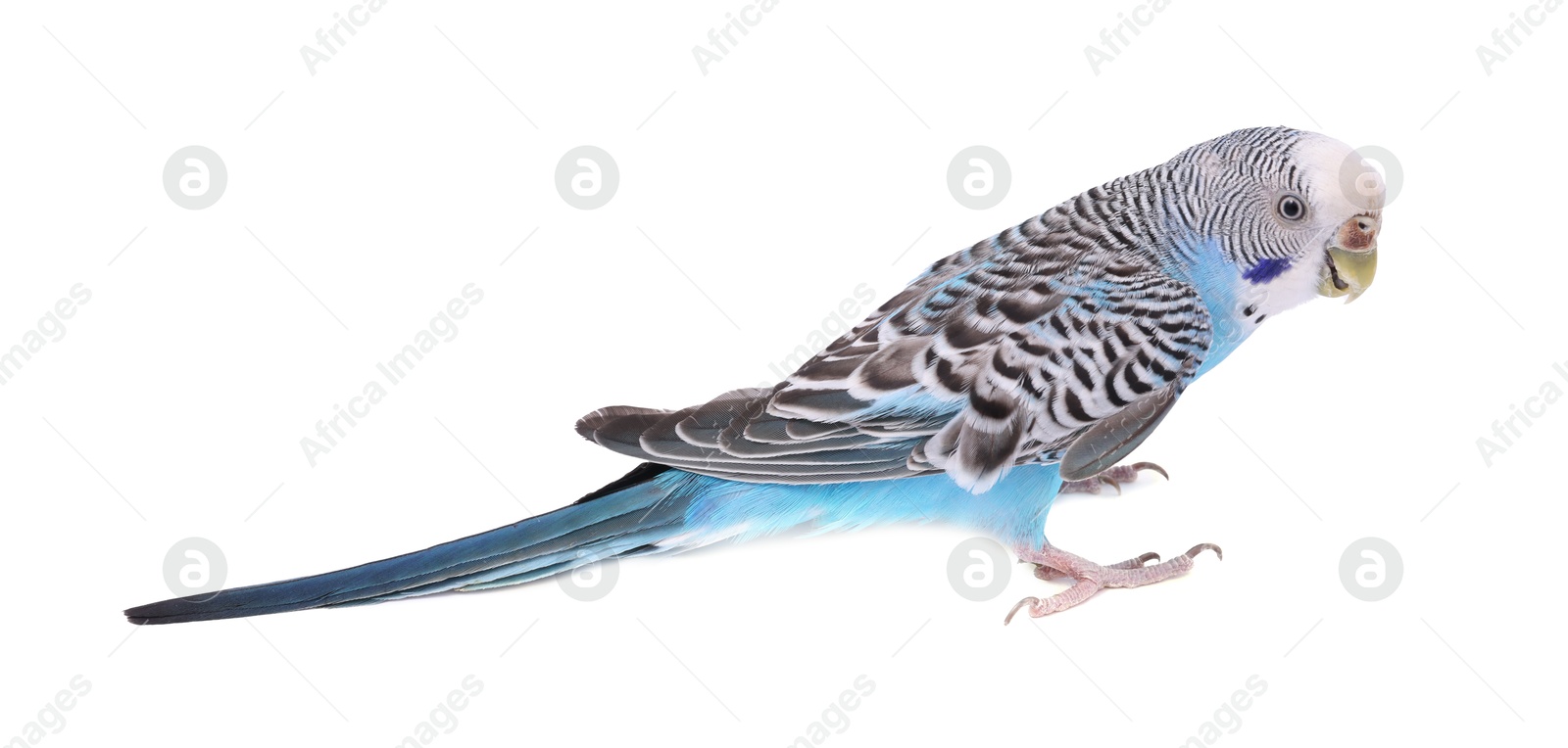 Photo of Beautiful bright parrot on white background. Exotic pet