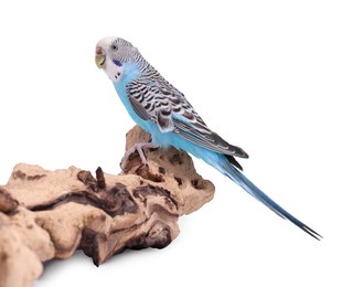 Photo of Bright parrot on wooden snag against white background. Exotic pet