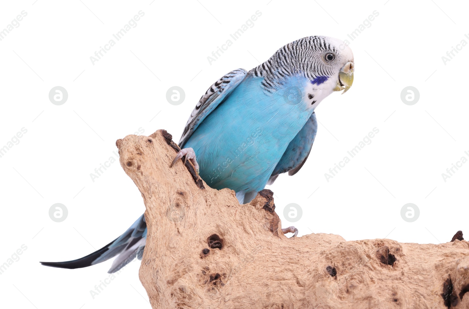 Photo of Bright parrot on wooden snag against white background. Exotic pet