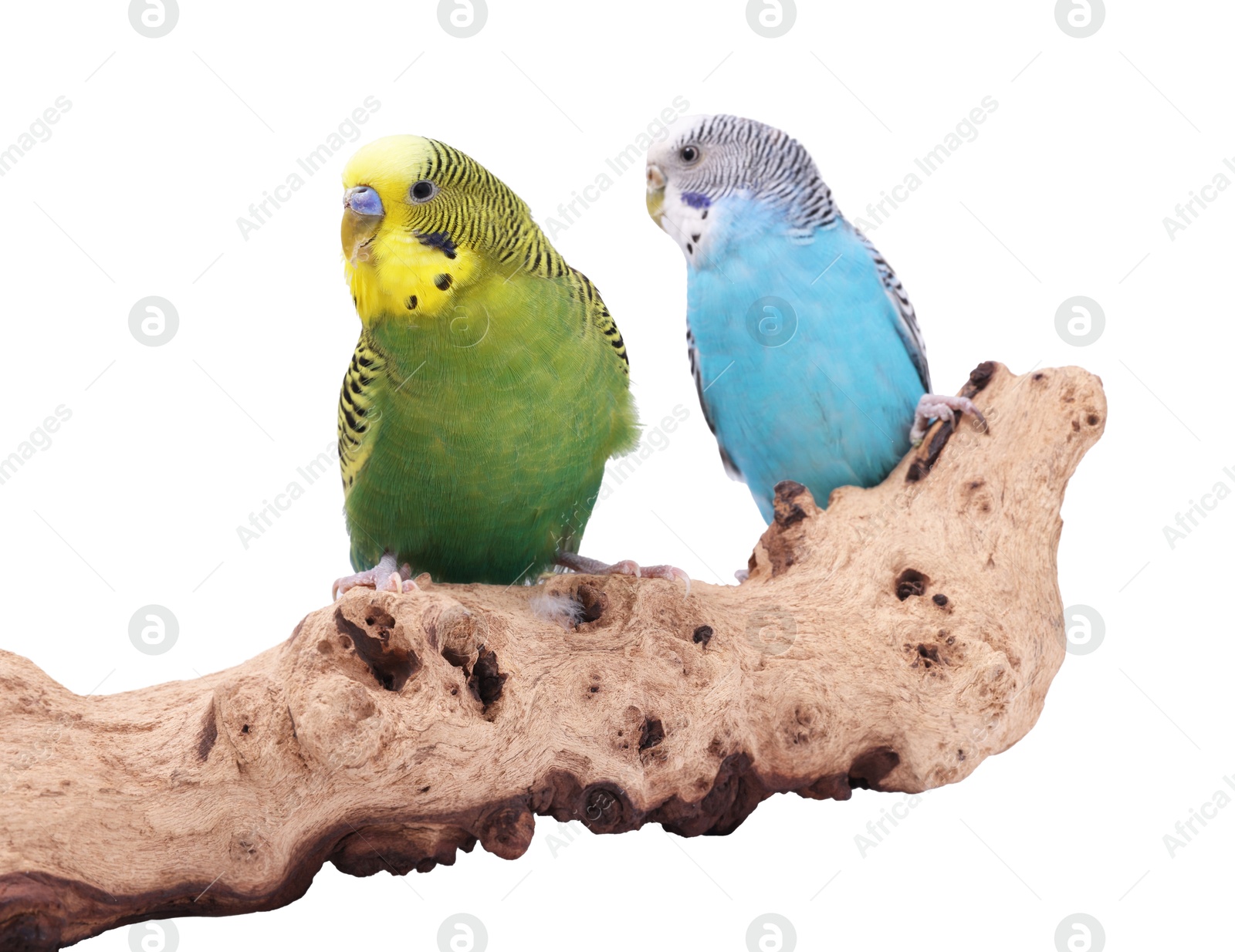 Photo of Bright parrots on wooden snag against white background. Exotic pets