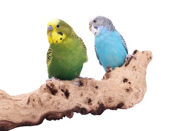 Bright parrots on wooden snag against white background. Exotic pets