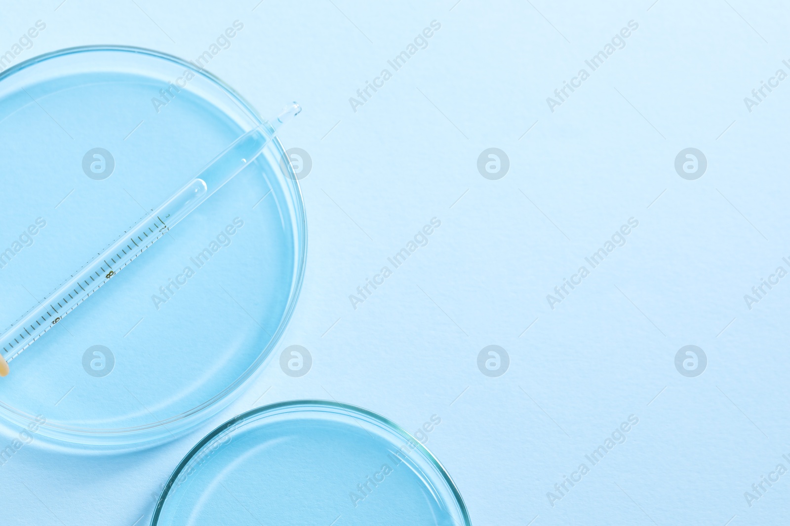 Photo of Transfer pipette and petri dishes on light blue background, flat lay. Space for text