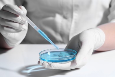 Scientist dripping liquid from pipette into petri dish at white table, closeup