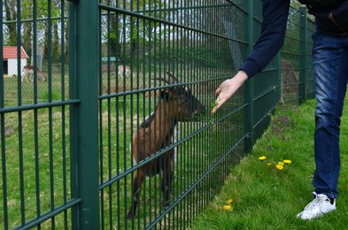 Photo of Man feeding cute goat with fresh green grass, closeup