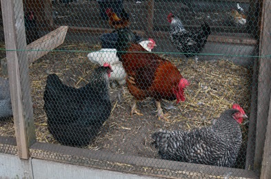 Beautiful rooster and hens in cage on farm