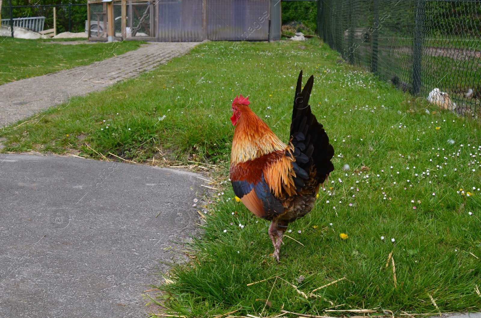 Photo of Beautiful rooster on green grass at farm