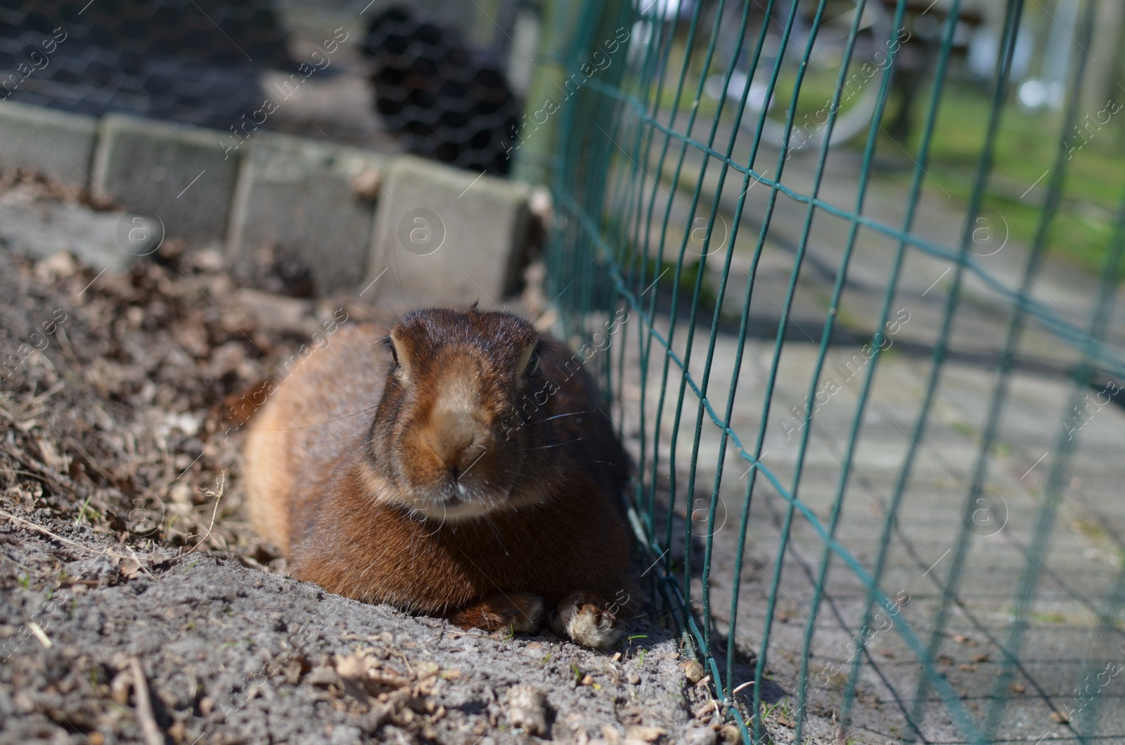 Photo of Cute fluffy brown rabbit at zoo on sunny day