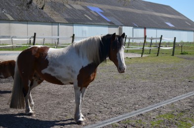 Beautiful horse at ranch on sunny day